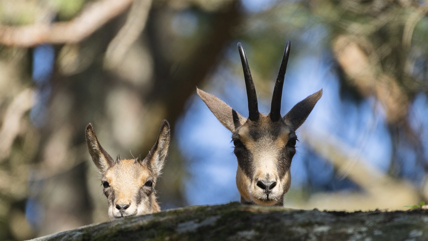 Salvan - Les Marécottes